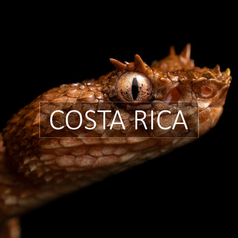 Portfolio of Biodiversity in Costa Rica.