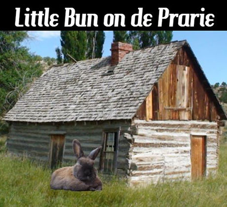 Little Bun on the Prarie.JPG