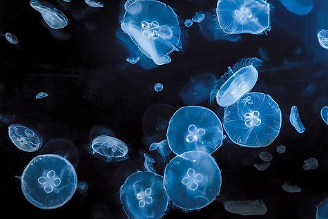 Moon-jellies-feature-1050x700.jpg