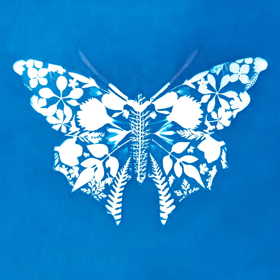 Butterfly 2 Coaster