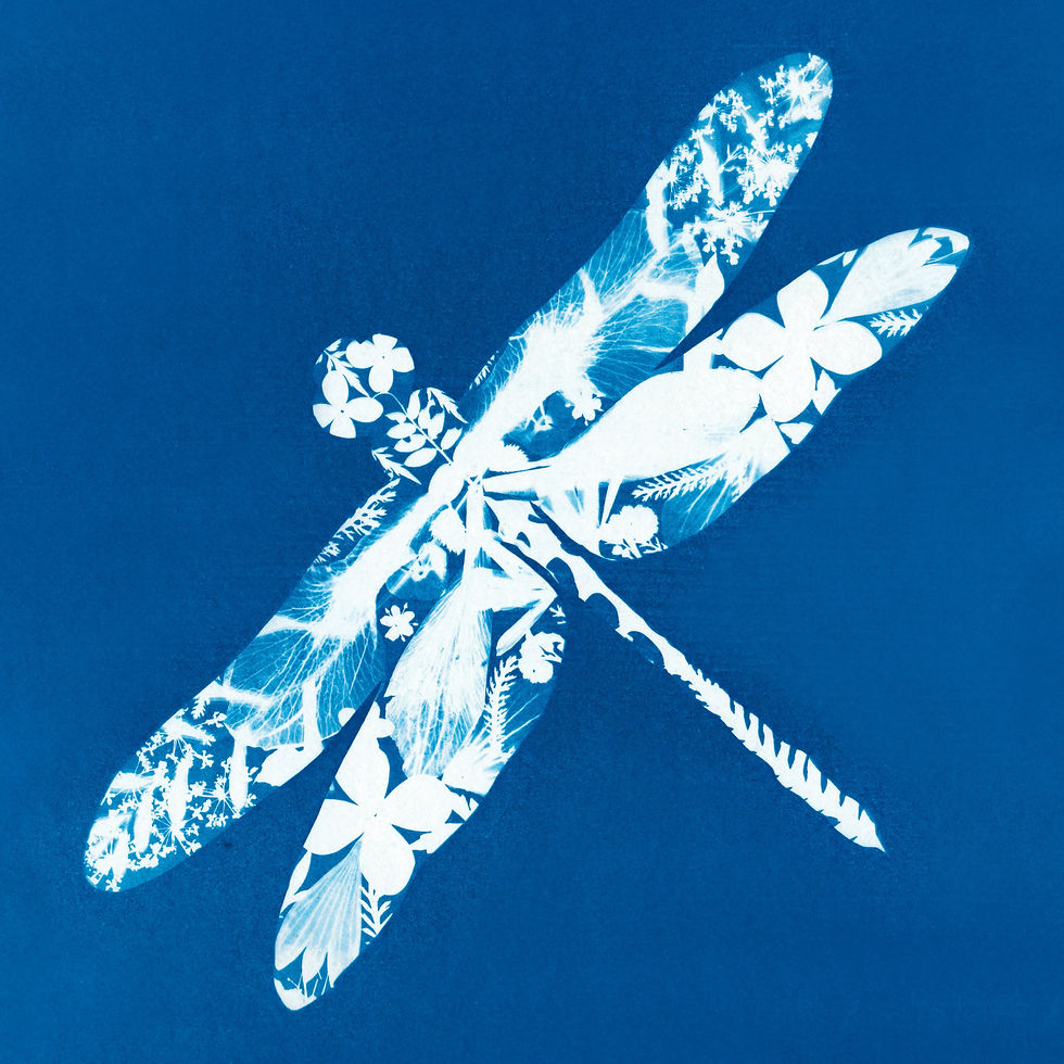 Dragonfly Coaster