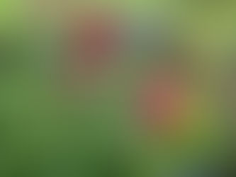 Frühlings- und Pflanzenmarkt            
16.+17.05.26 jeweils von 14-17 Uhr