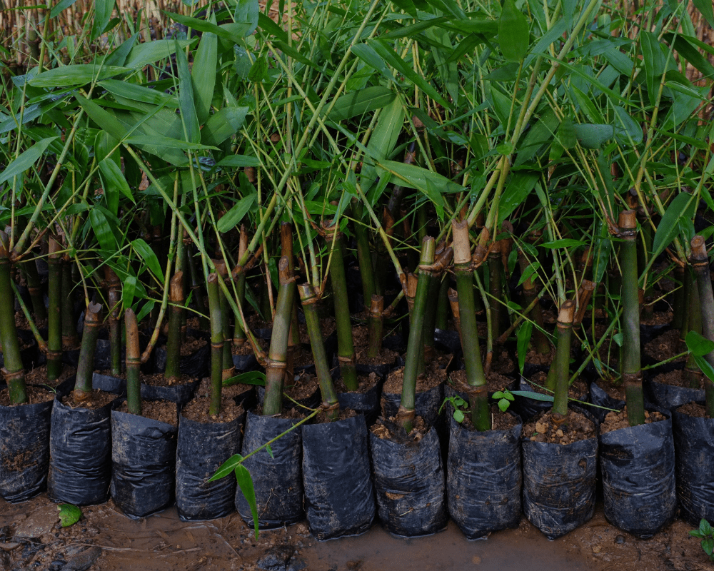 Bamboo Tree Seedlings