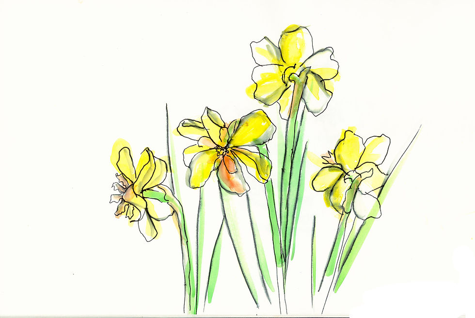 Daffodils