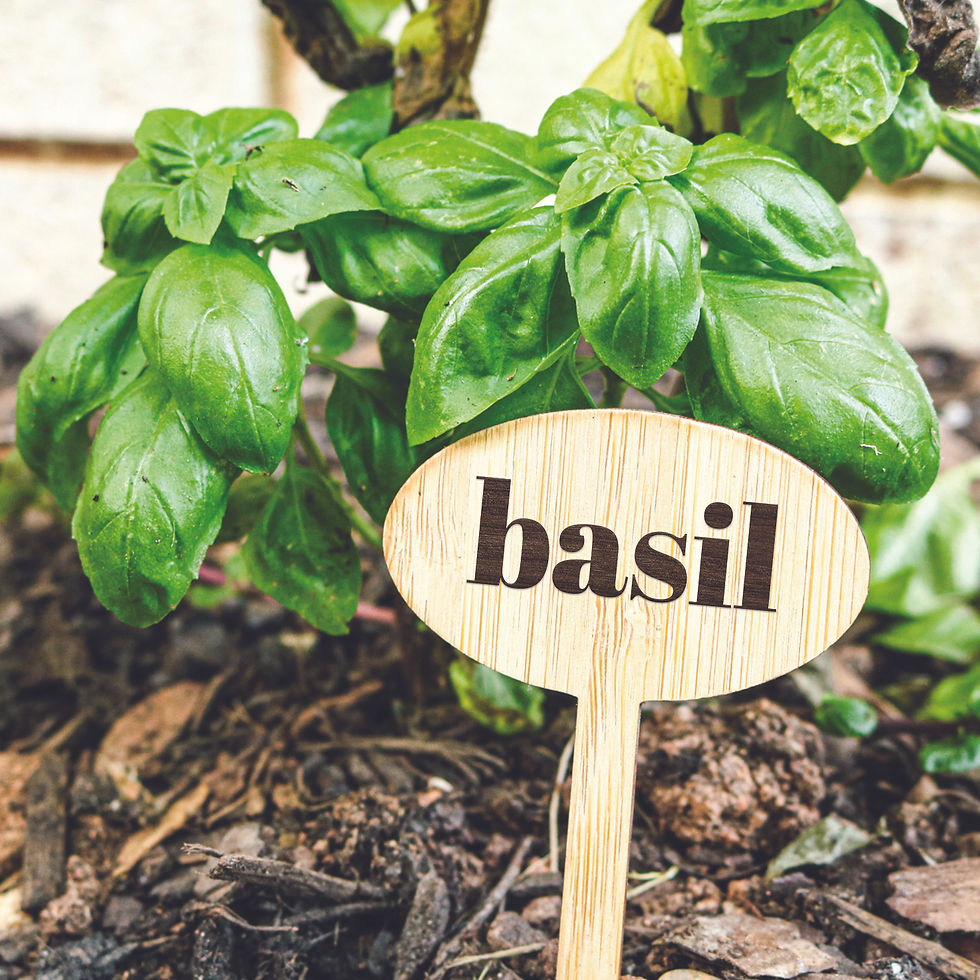 Herb Wooden Stake Set