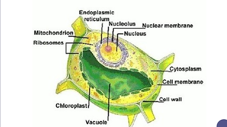 BIO.png