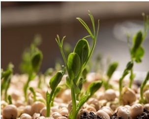 Germinado 2.jpg