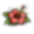 hibiscus.png