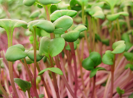 Ruby Radish.jpg
