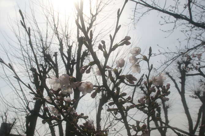 Because Spring has come, let's go out