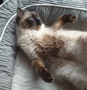 20240911_152843.webp_ex=66e4e82a&is=66e396aa&hm=03c0119d177cb3567dc6f0feddda4f76f3d40ba414