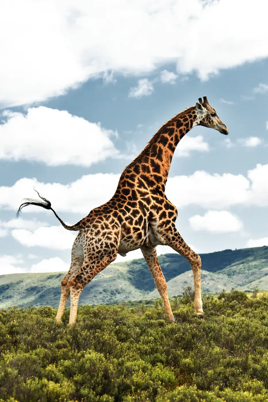 Giraffe crossing fynbos scrubland in southern Africa