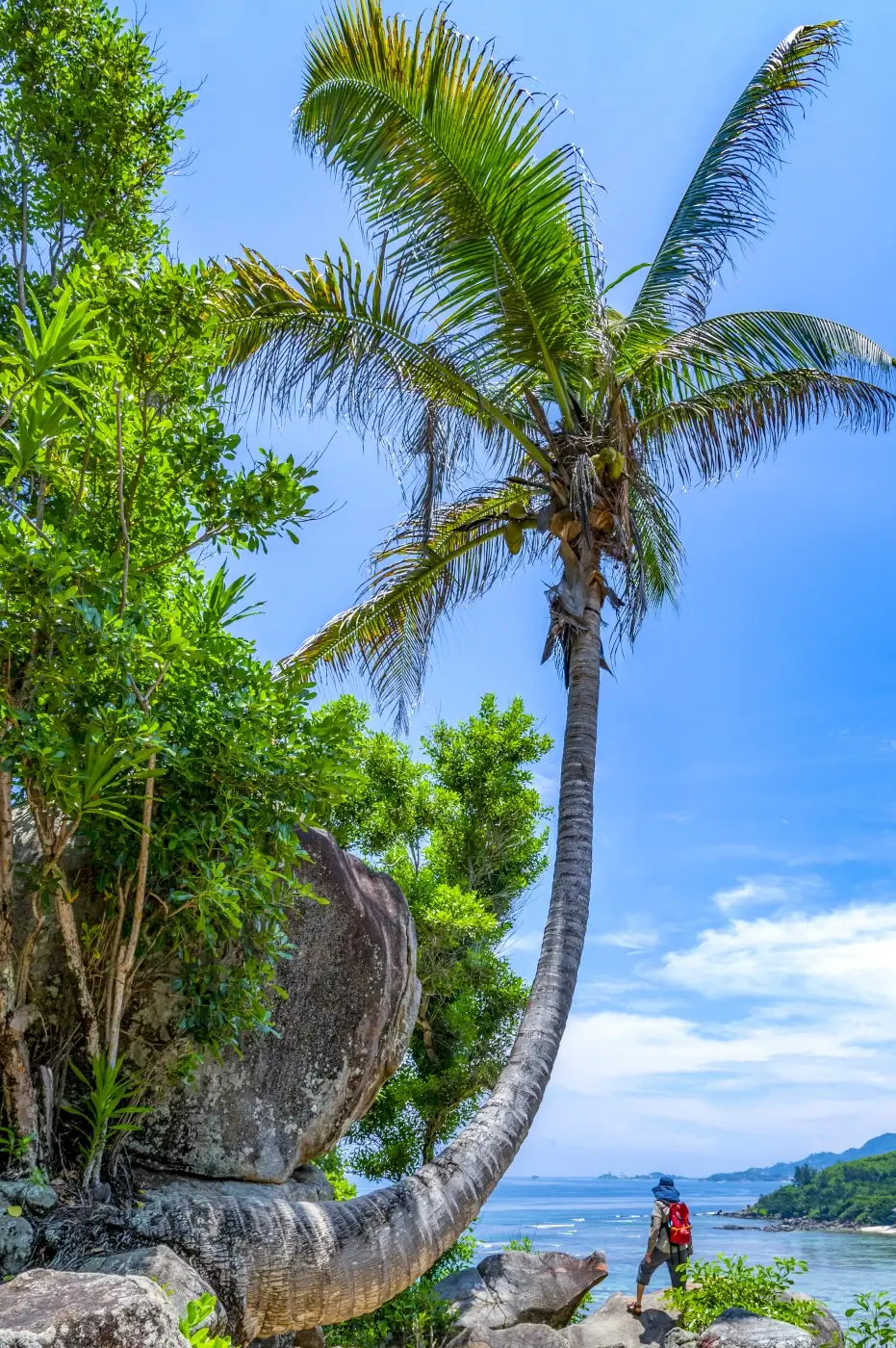 Granite boulders and coconut palm on a Seychelles shoreline