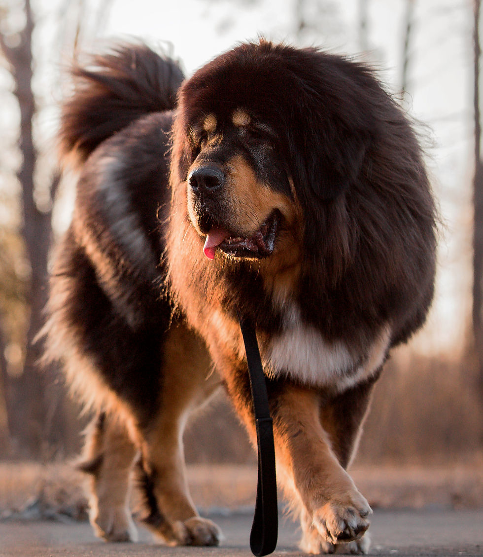 Tibetan Mastiff