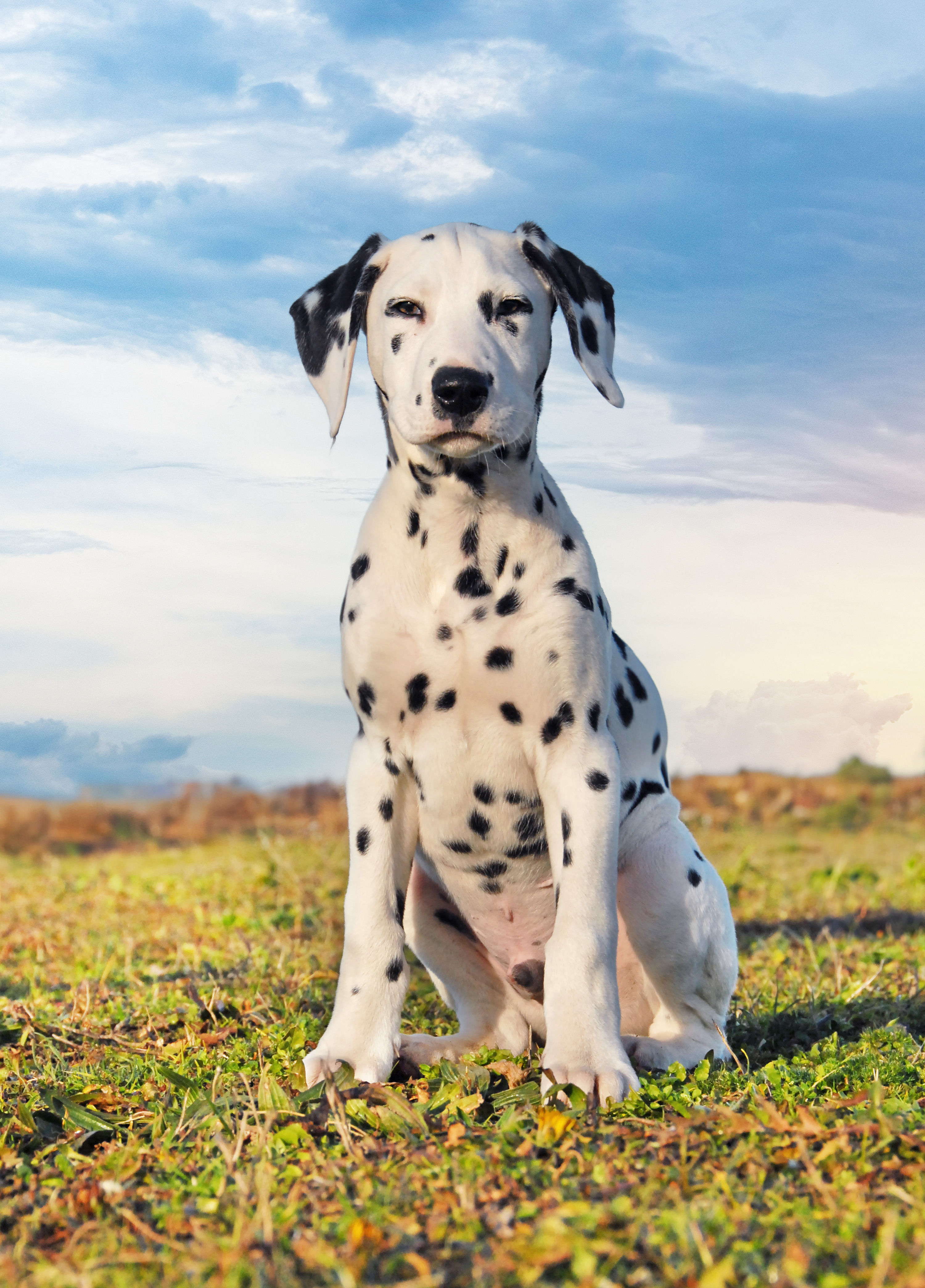 Dalmatian