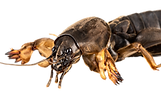 mole-cricket-insect-lat-gryllotalpidae-isolated-2023-11-27-05-18-42-utc.png