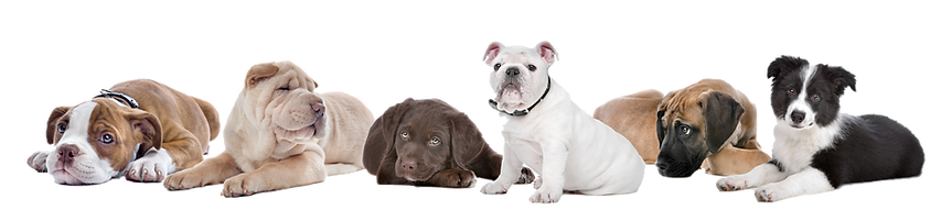 group-of-puppies-on-a-white-background-2024-10-18-03-55-28-utc.png