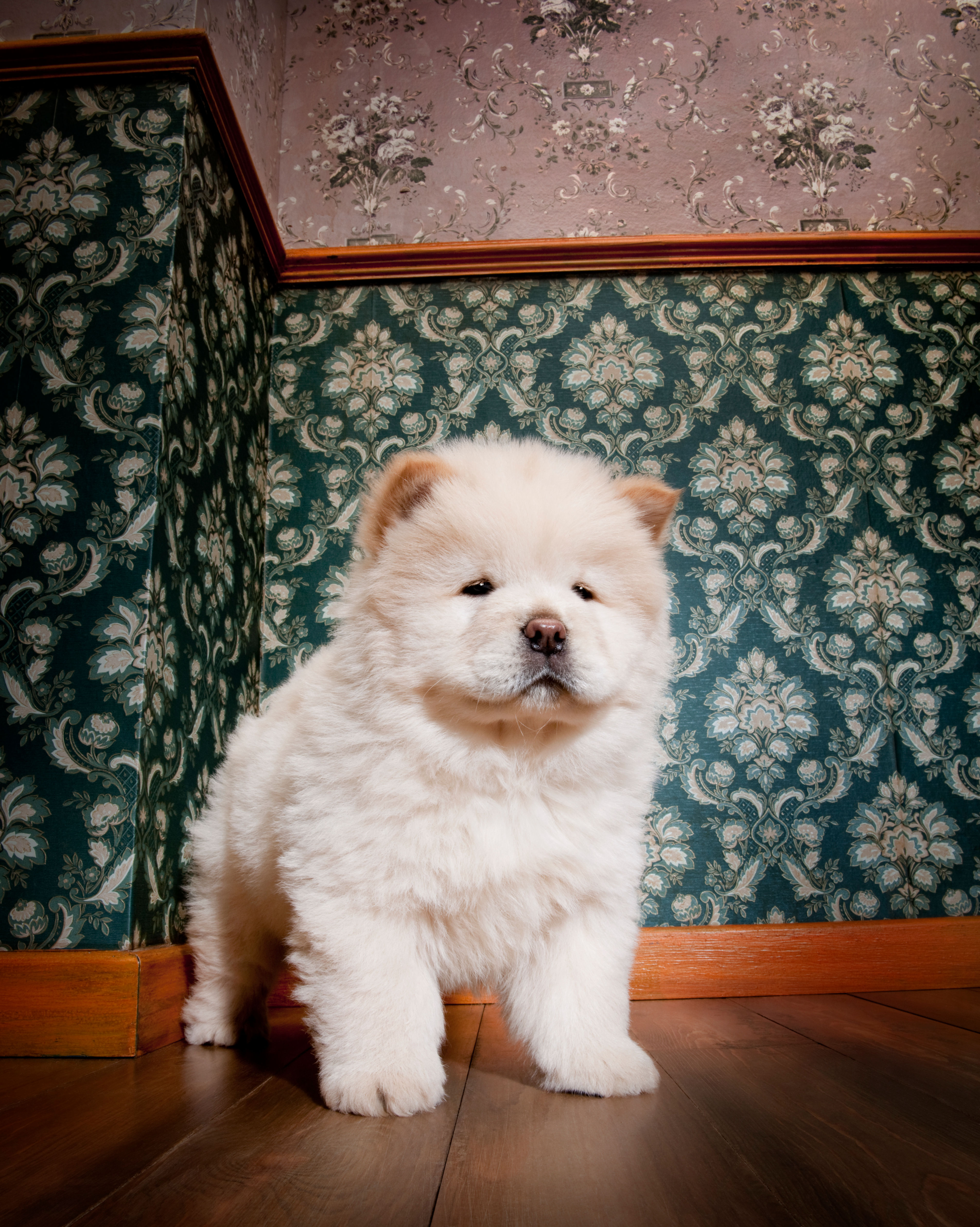 Chow Chow
