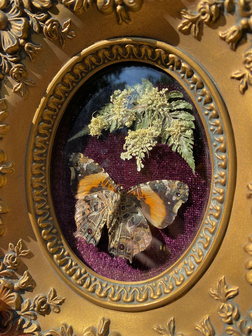 Thumbnail: Red Admiral Butterfly Mini Frame
