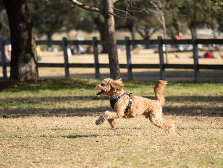 When is it okay to let your dog off lead?
