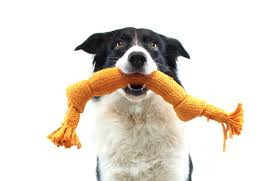 interactive dog toy, dog puzzle toy, canine enrichment