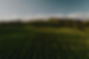 Cultivo de maíz fumigado con drones dji agras