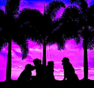 What IS "Dog Training", Anyway?