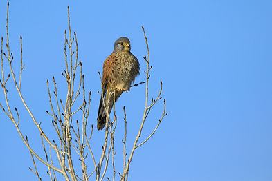 Common_Kestrel_original_2863176.jpg