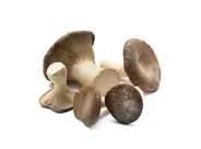 spesaonlinefunghicardoncelli_916x.jpg.webp