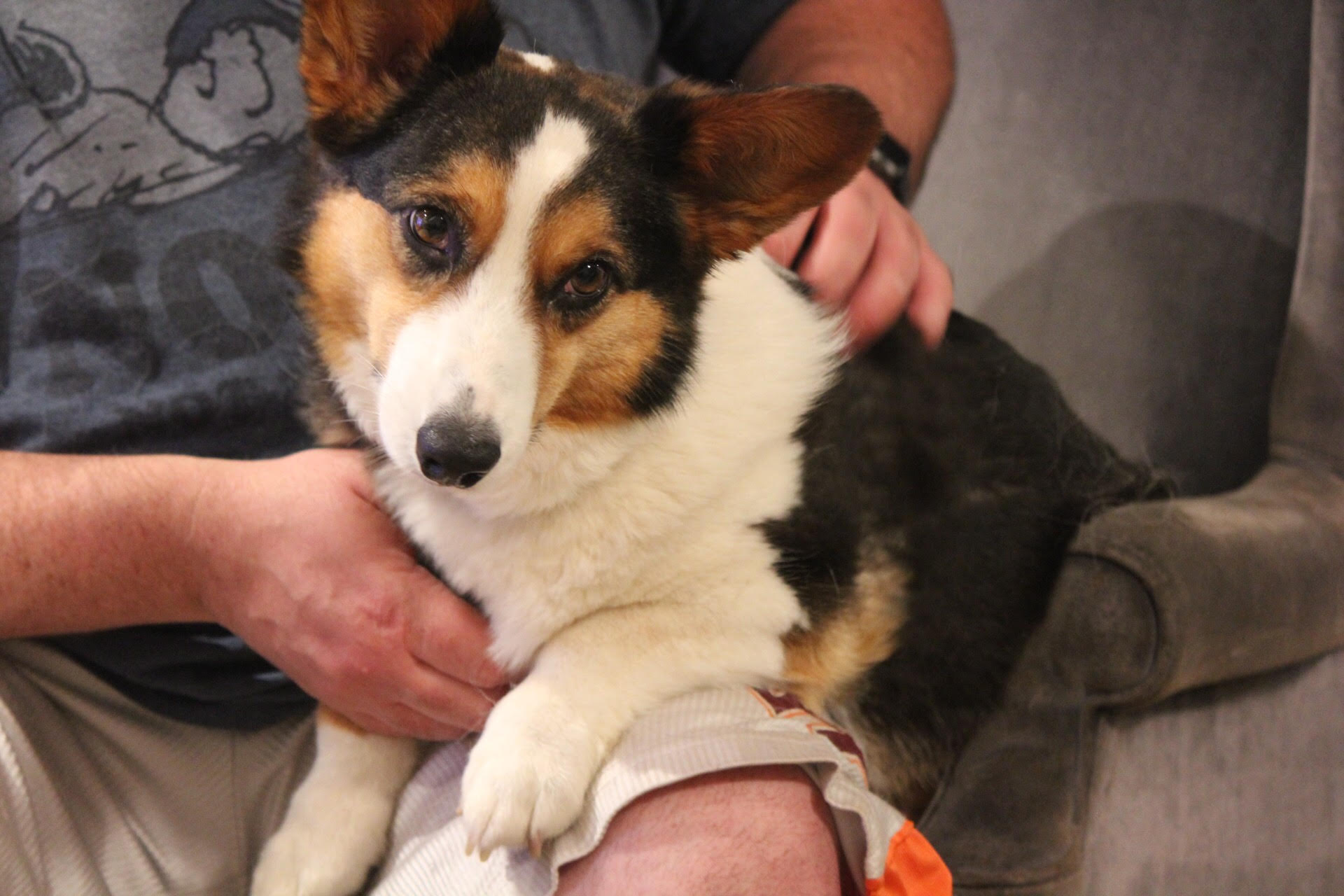 Dixie - April 2019