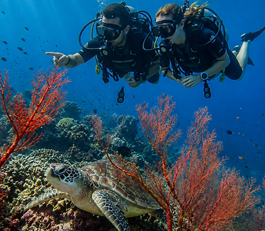 Instrutor e aluno durante um curso Open Water mergulhando entre corais e uma tartaruga marinha em Halik Reef, nas Ilhas Gili.