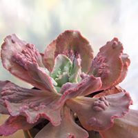 Miniatura: Echeveria timajon