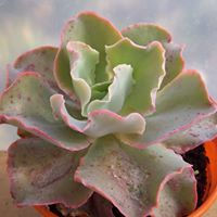 Miniatura: Echeveria curls