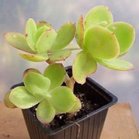 Echeveria mesa verde