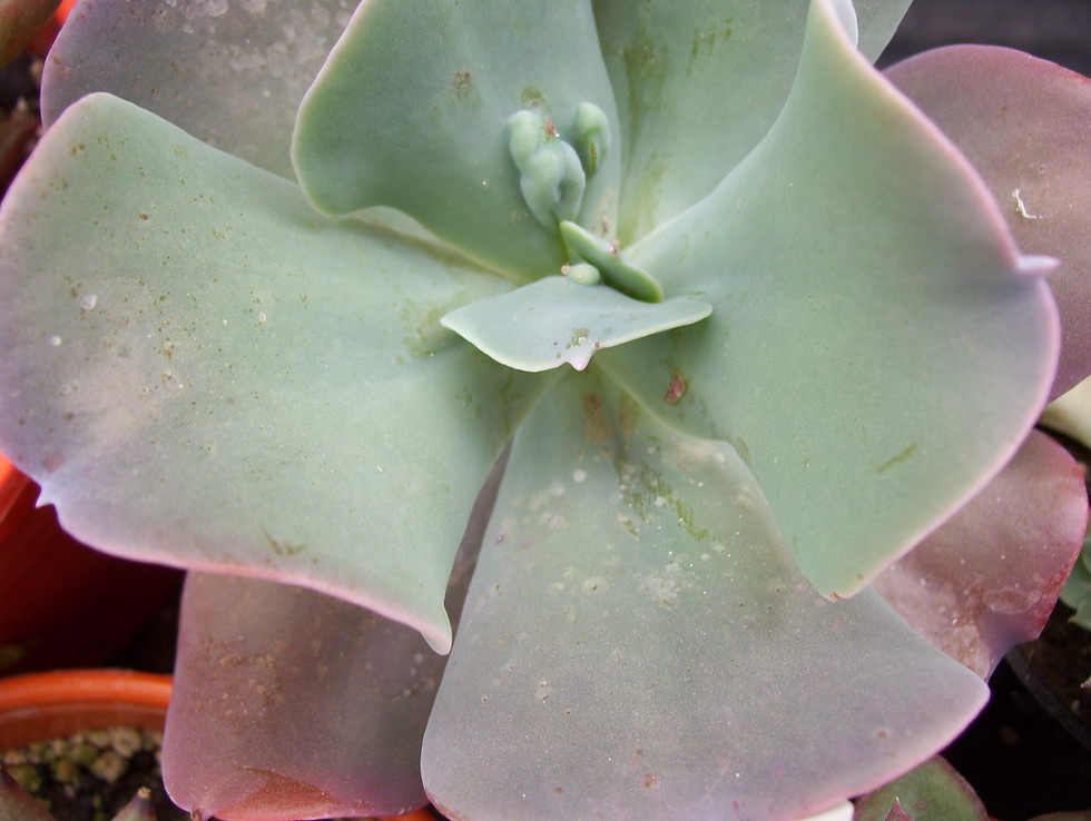 Miniatura: Echeveria paul bunyan