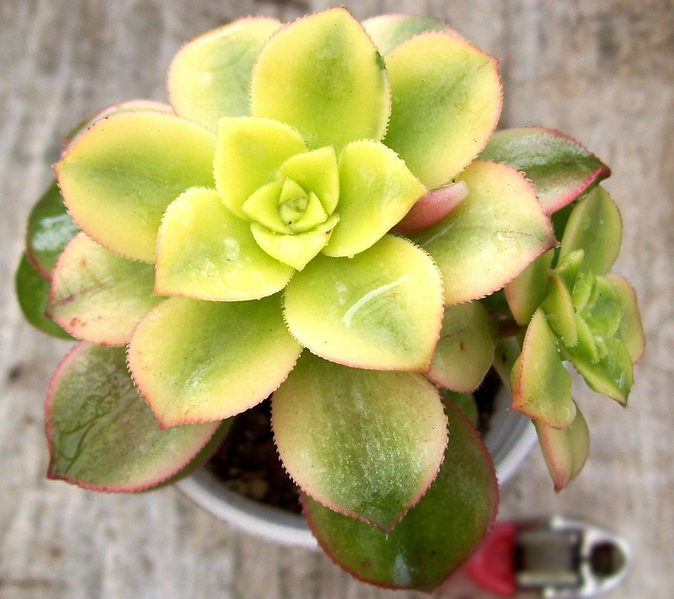 Miniatura: Aeonium "kiwi"