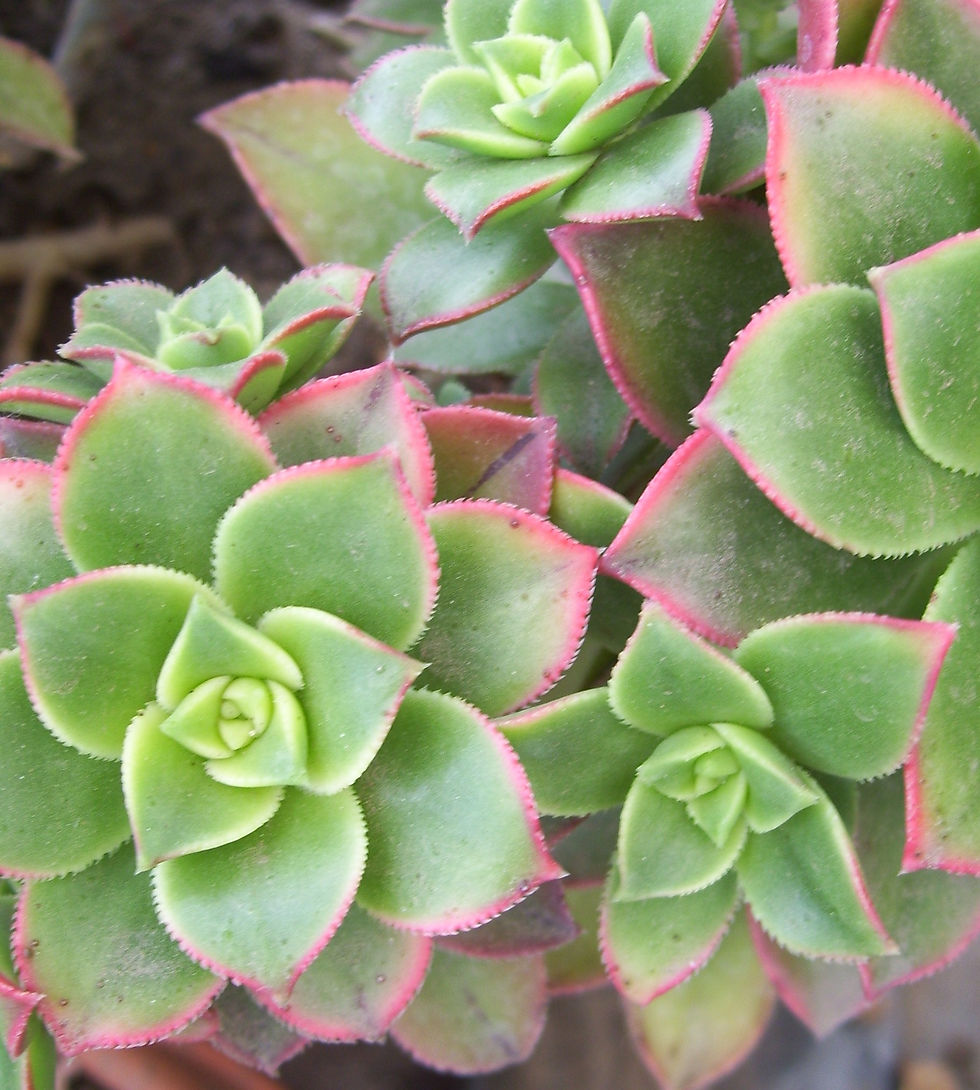 Miniatura: Aeonium "kiwi"