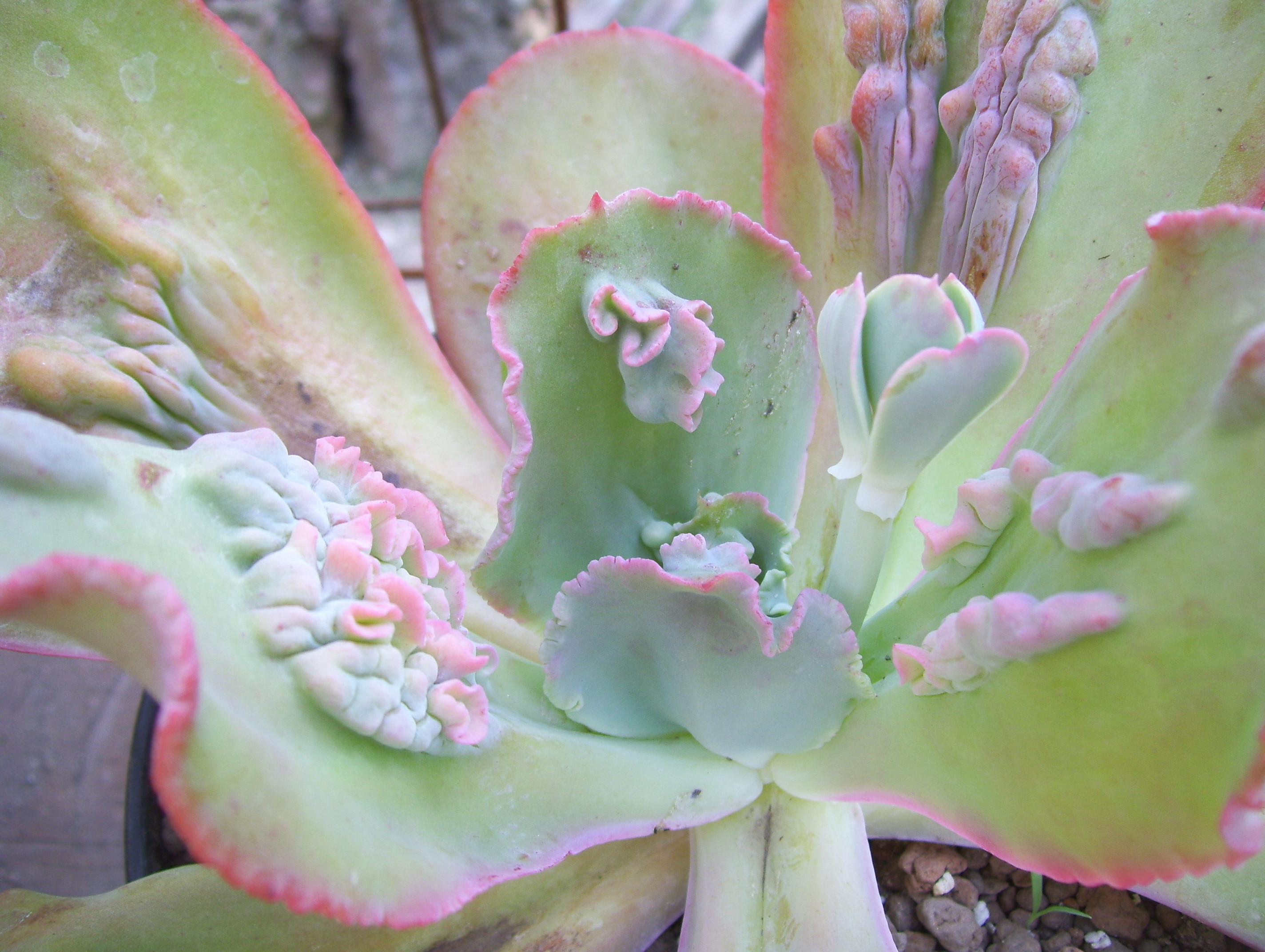 Echeveria timajón