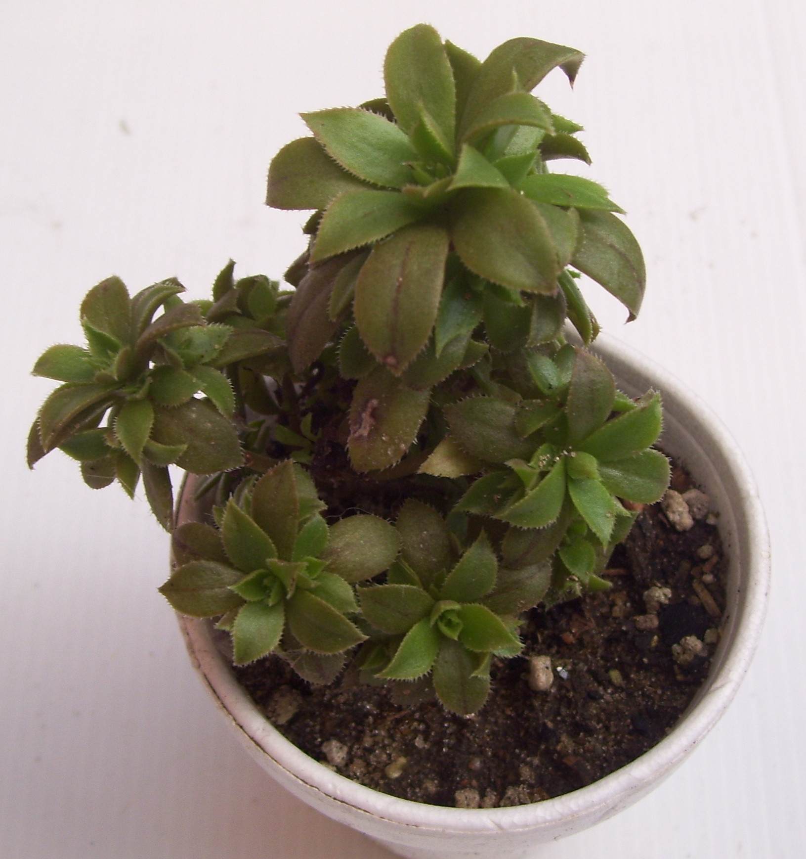 Aeonium caitlin minor