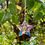 Thumbnail: Outdoor Mosaic: Christmas Garden Small Star