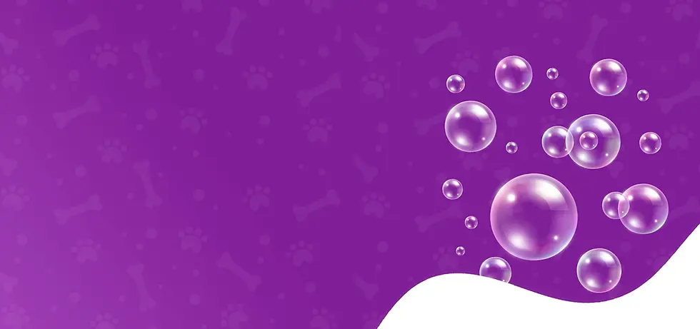 B3 Fondo.webp