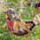 Thumbnail: Outdoor Mosaic: Festive Robin 3