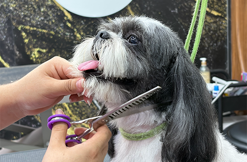 corte de pelo para perros Monterrey