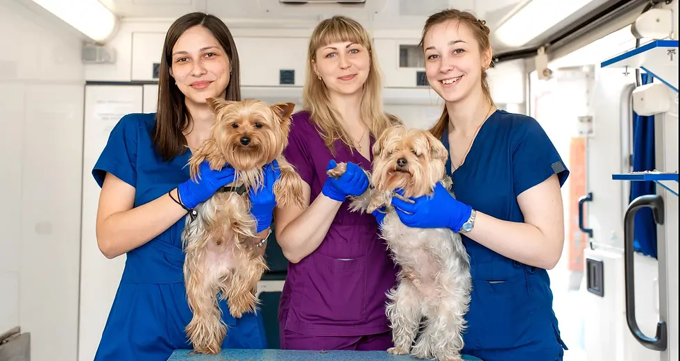 veterinaria y estética canina Monterrey