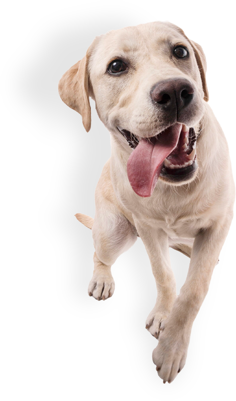veterinaria en Monterrey
