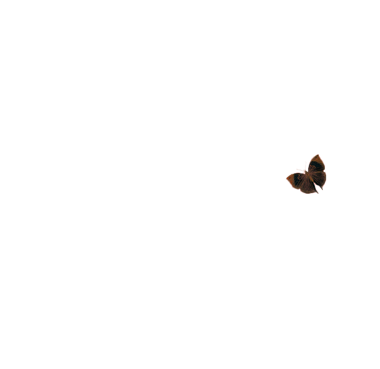 papillon.png