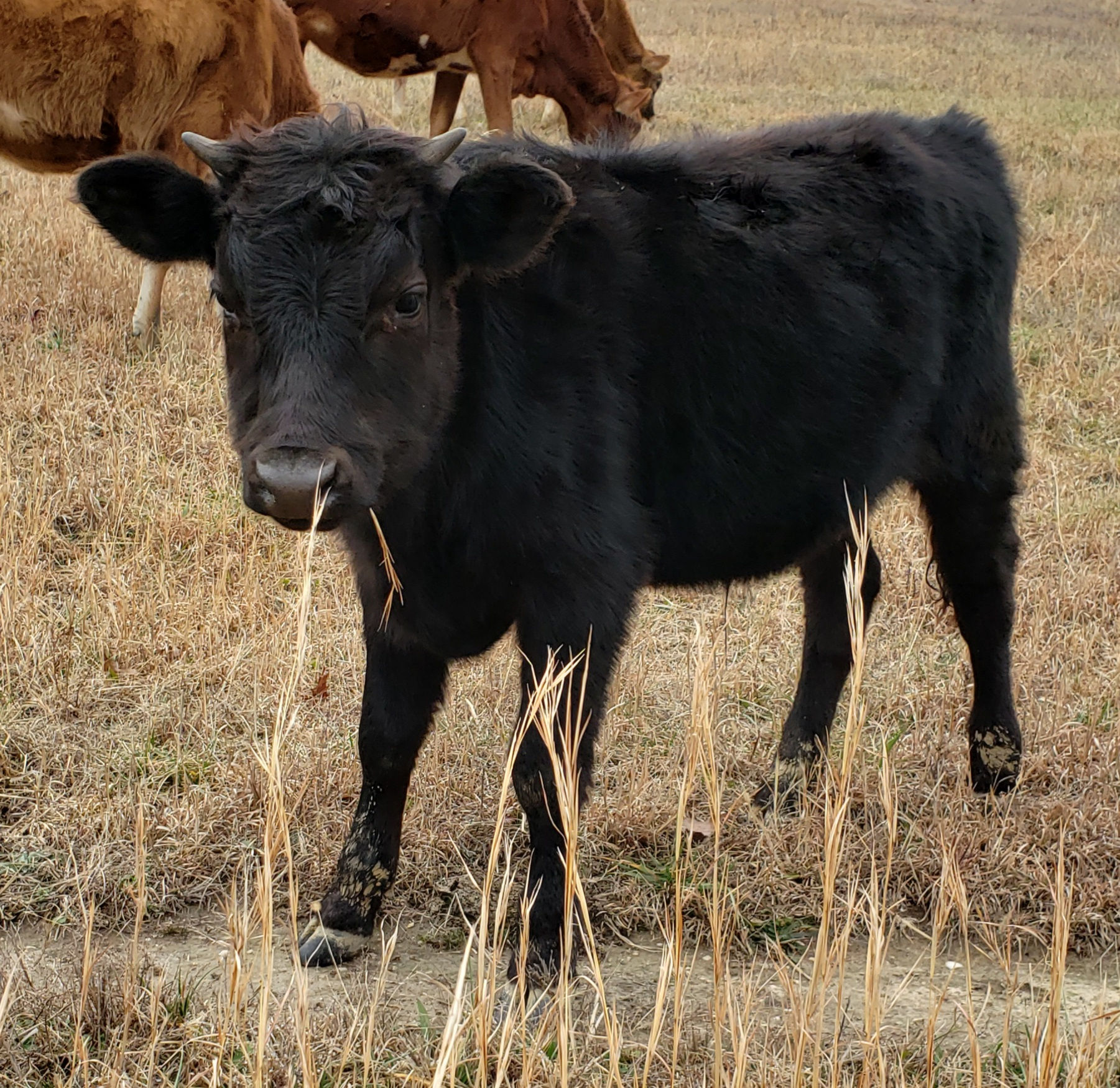 Jersey - Dexter crossbreed steer