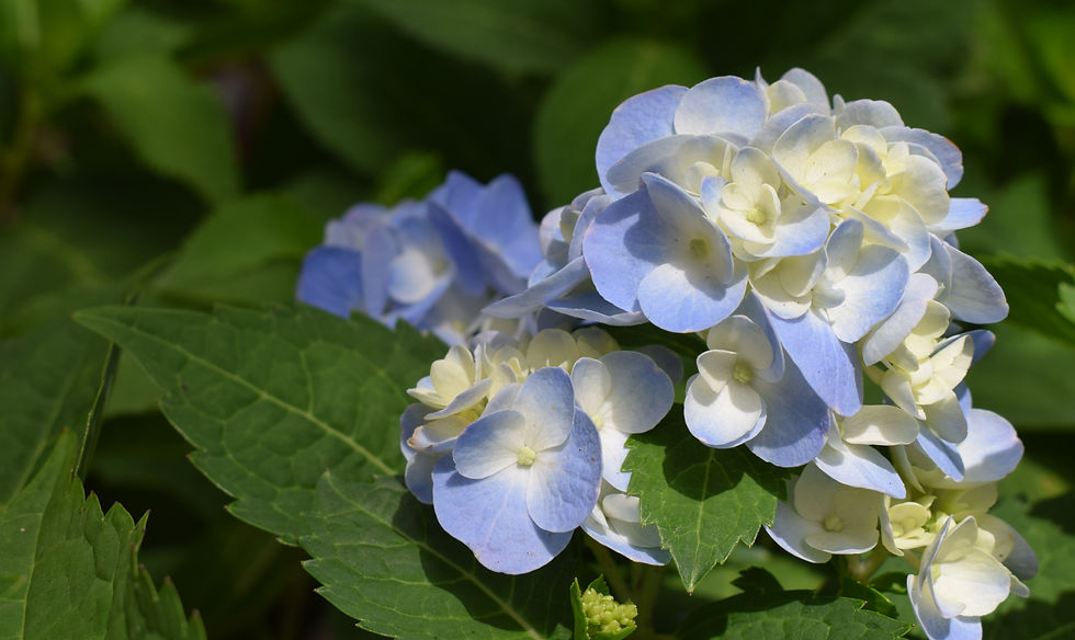 Beutiful Flowers Near Waterfall In Singapore