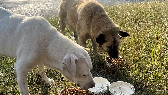 Feeding Perritos, Feeding Hope