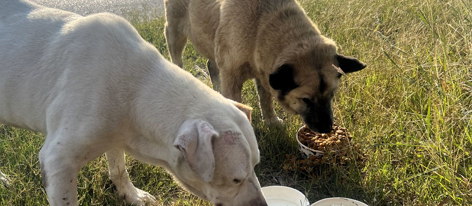 Feeding Perritos, Feeding Hope